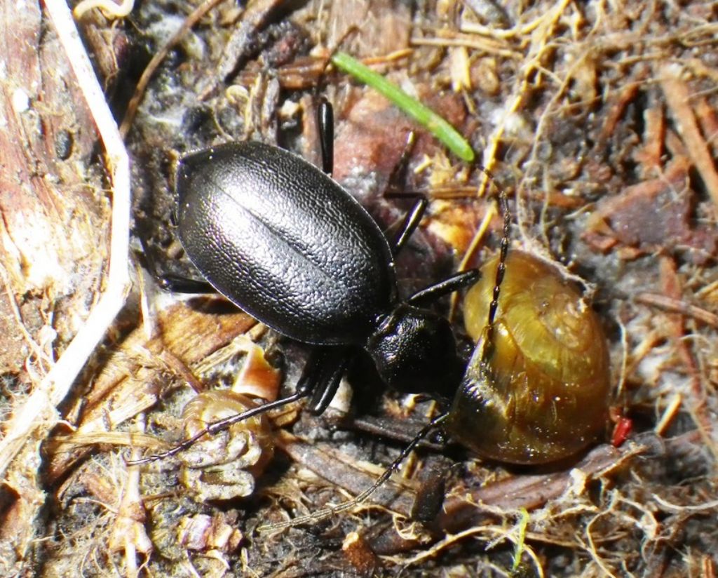 Des escargots, s''il vous plait... (Cychrus angustatus)